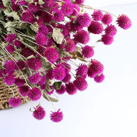 Dried Gomphrena Globosa flower/ Globe Amaranth