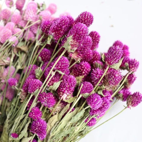 Dried Gomphrena Globosa flower/ Globe Amaranth